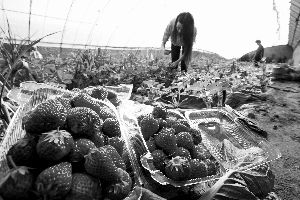 昌平草莓卖出1.63亿元