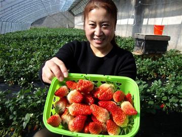 青岛大棚草莓上市每斤20元 采摘50元/人敞开吃